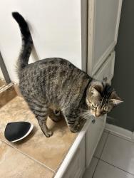 Lost Male Cat last seen Near Tucker dr canton ms , Canton, MS 39046
