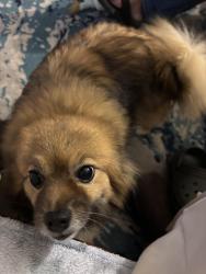 Lost Female Dog last seen Near 148th Street , Bellevue, WA 98007