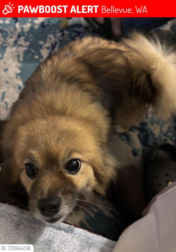 Lost Female Dog last seen Near 148th Street , Bellevue, WA 98007