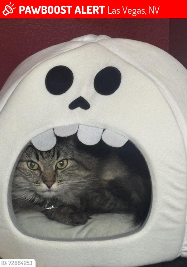 Lost Male Cat last seen Tony Alamo elementary , Las Vegas, NV 89139