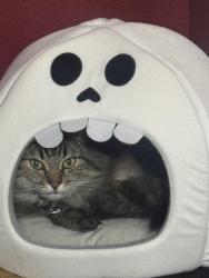 Lost Male Cat last seen Tony Alamo elementary , Las Vegas, NV 89139
