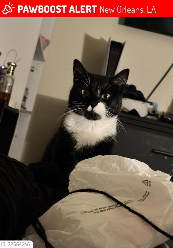 Lost Female Cat last seen Rhodes Ave and Aurora Drive, New Orleans, LA 70131