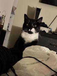 Lost Female Cat last seen Rhodes Ave and Aurora Drive, New Orleans, LA 70131