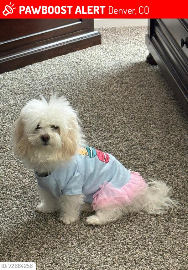 Lost Female Dog last seen Kimberly Hills Mobile  Park, Denver, CO 80260