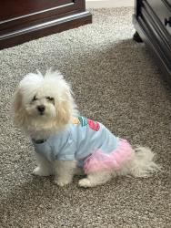 Lost Female Dog last seen Kimberly Hills Mobile  Park, Denver, CO 80260