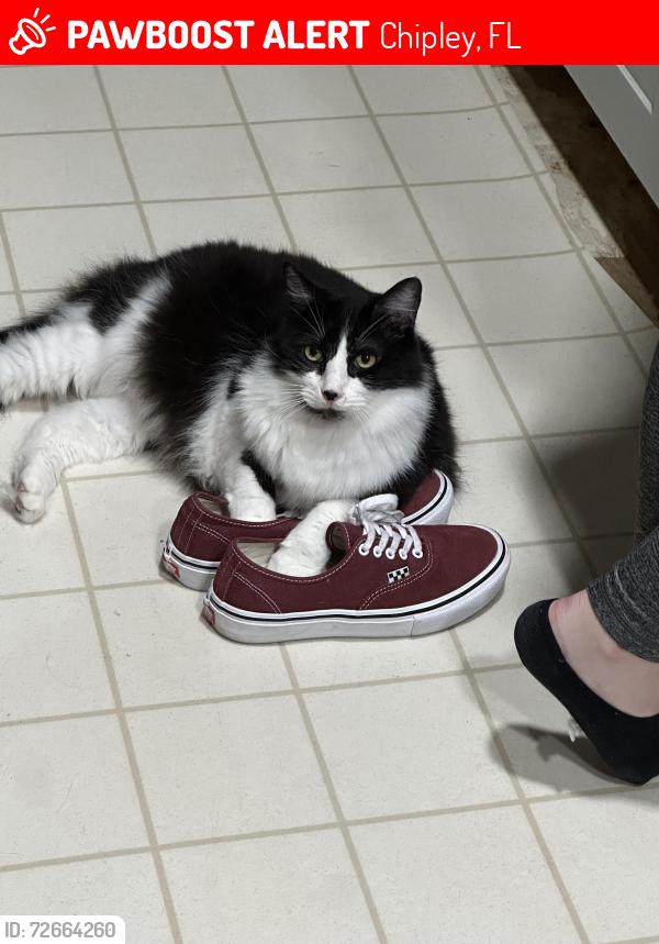 Lost Male Cat last seen Greenhead Rd, Rainbow Foods, Chipley, FL 32428
