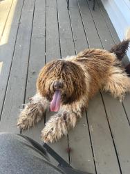 Found/Stray Male Dog last seen S. Hampton Road and Rocky Creek, Henry County, GA 30228