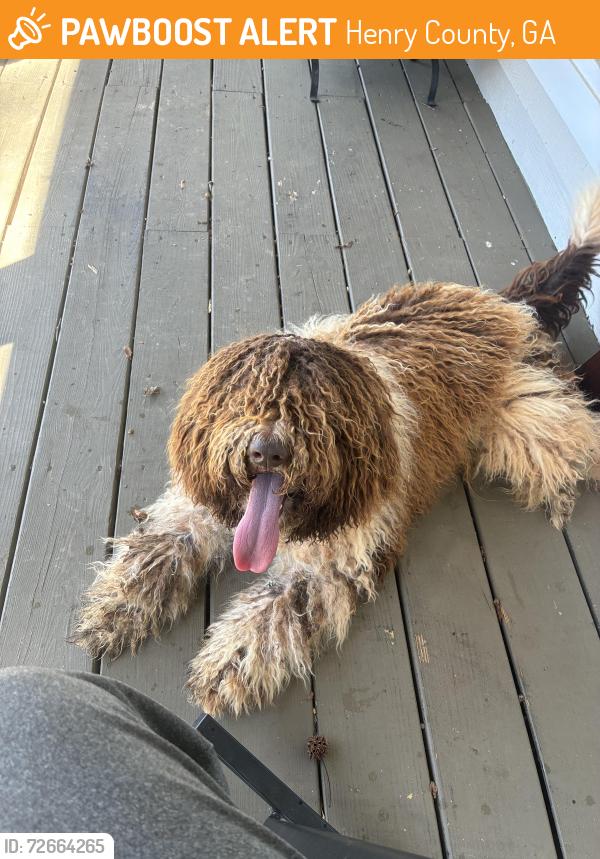 Found/Stray Male Dog last seen S. Hampton Road and Rocky Creek, Henry County, GA 30228