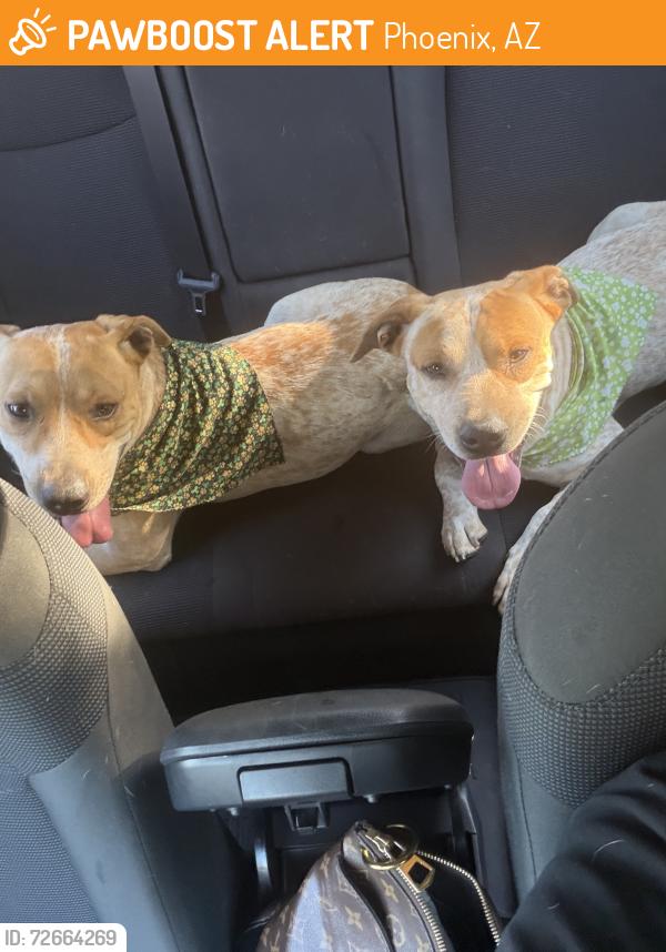 Found/Stray Male Dog last seen 40th St & Camelback, Phoenix, AZ 85018