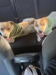 Found/Stray Male Dog last seen 40th St & Camelback, Phoenix, AZ 85018