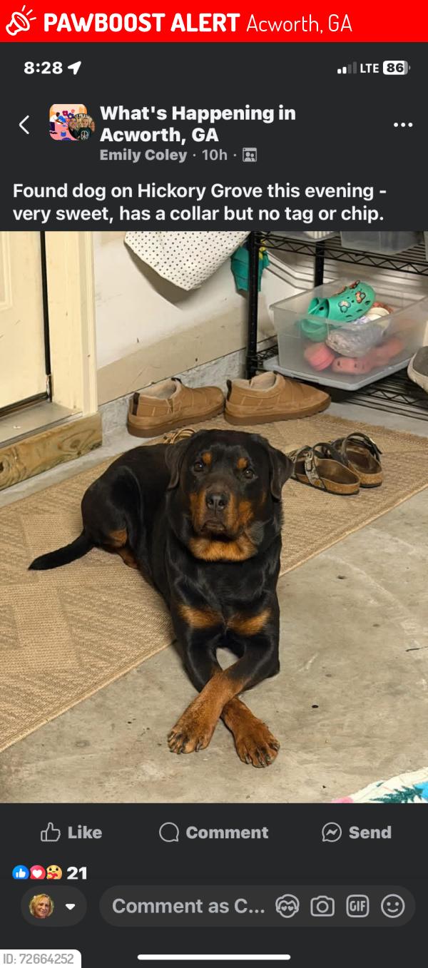Lost Unknown Dog last seen Hickory Grocepl, Acworth, GA 30144