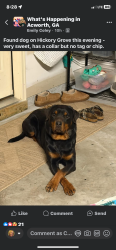 Lost Unknown Dog last seen Hickory Grocepl, Acworth, GA 30144
