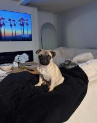 Lost Female Dog last seen Don Lugo High School Pipeline & Miguel CHINO CA , Chino, CA 91710