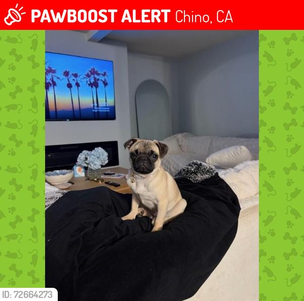 Lost Female Dog last seen Don Lugo High School Pipeline & Miguel CHINO CA , Chino, CA 91710