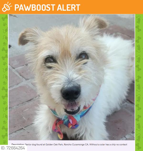 Found/Stray Male Dog last seen 6th street and Golden oak, Rancho Cucamonga, CA 91730