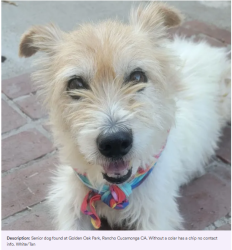 Found/Stray Male Dog last seen 6th street and Golden oak, Rancho Cucamonga, CA 91730