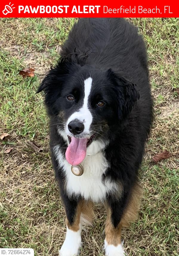 Lost Male Dog last seen NS 13 st , Deerfield Beach, FL 33441