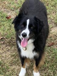 Lost Male Dog last seen NS 13 st , Deerfield Beach, FL 33441