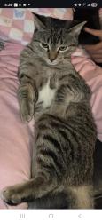 Lost Female Cat last seen 71st and Yale Minshall Park area west side , Tulsa, OK 74136