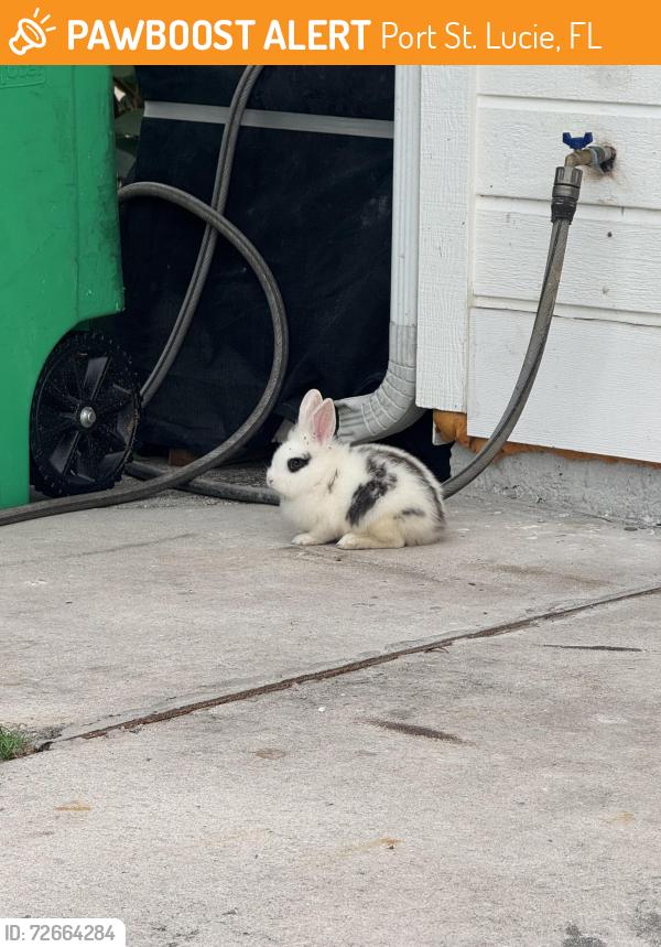 Found/Stray Unknown Rabbit last seen Del rio, Port St. Lucie, FL 34986