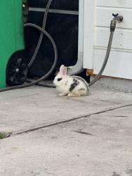 Found/Stray Unknown Rabbit last seen Del rio, Port St. Lucie, FL 34986