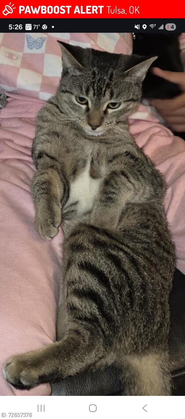 Lost Female Cat last seen 71st and Yale Minshall Park area west side , Tulsa, OK 74136