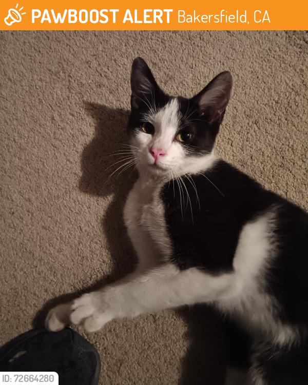 Found/Stray Male Cat last seen Calloway Drive and Olive Drive, Bakersfield, CA 93312