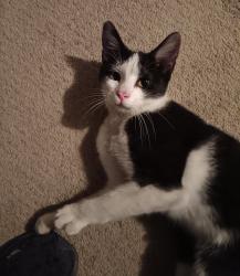 Found/Stray Male Cat last seen Calloway Drive and Olive Drive, Bakersfield, CA 93312