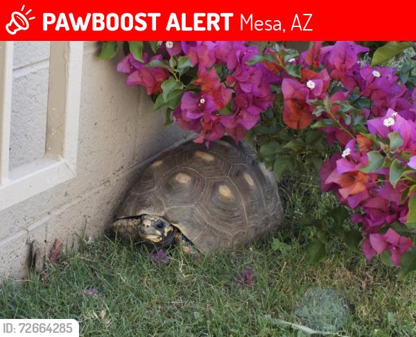Lost Female Reptile last seen Ellsworth and Brown, Mesa, AZ 85207