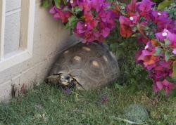 Lost Female Reptile last seen Ellsworth and Brown, Mesa, AZ 85207