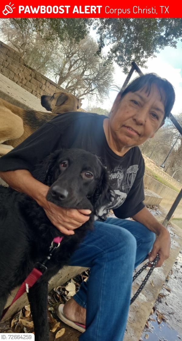 Lost Female Dog last seen violet/mayfield dr, Corpus Christi, TX 78410