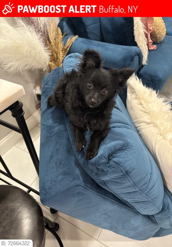 Lost Female Dog last seen Clay St, Buffalo, NY 14207