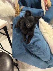 Lost Female Dog last seen Clay St, Buffalo, NY 14207