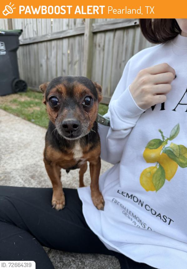 Found/Stray Male Dog last seen Crooked Creek and Laurel Creek, Pearland, TX 77581