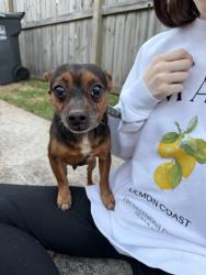 Found/Stray Male Dog last seen Crooked Creek and Laurel Creek, Pearland, TX 77581