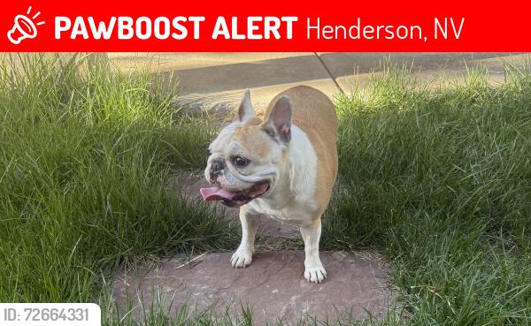 Lost Female Dog last seen Horizon Ridge Paradise Hills, Henderson, NV 89012