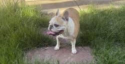Lost Female Dog last seen Horizon Ridge Paradise Hills, Henderson, NV 89012
