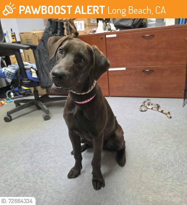 Found/Stray Female Dog last seen Near Atlantic Ave, Long Beach, CA 90805, Long Beach, CA 90805