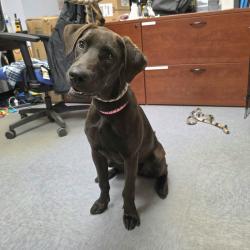 Found/Stray Female Dog last seen Near Atlantic Ave, Long Beach, CA 90805, Long Beach, CA 90805