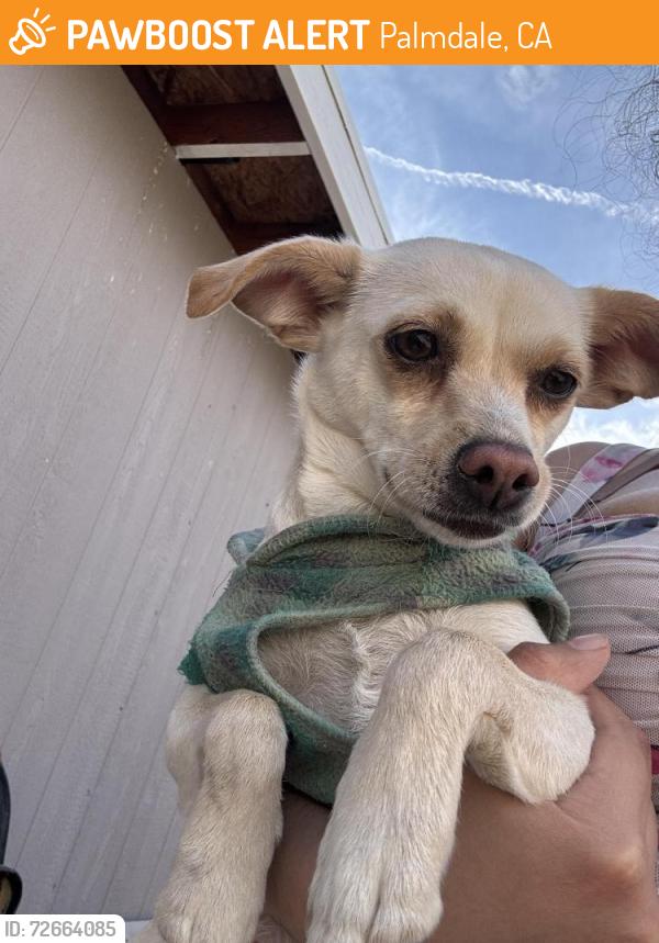 Found/Stray Female Dog last seen Avenue p-8 163rd street, Palmdale, CA 93551