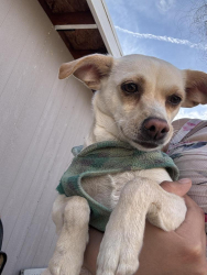 Found/Stray Female Dog last seen Avenue p-8 163rd street, Palmdale, CA 93551