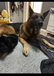 Lost Male Dog last seen in lawrenceville on a street named dowry in the neighborhood , Lawrenceville, GA 30044