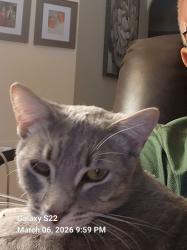 Lost Male Cat last seen Greater pines subdivision , Clermont, FL 34711