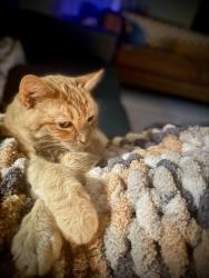 Lost Male Cat last seen He was in our backyard the evening of the 25th; we live in Oakview, New Bern, NC 28562