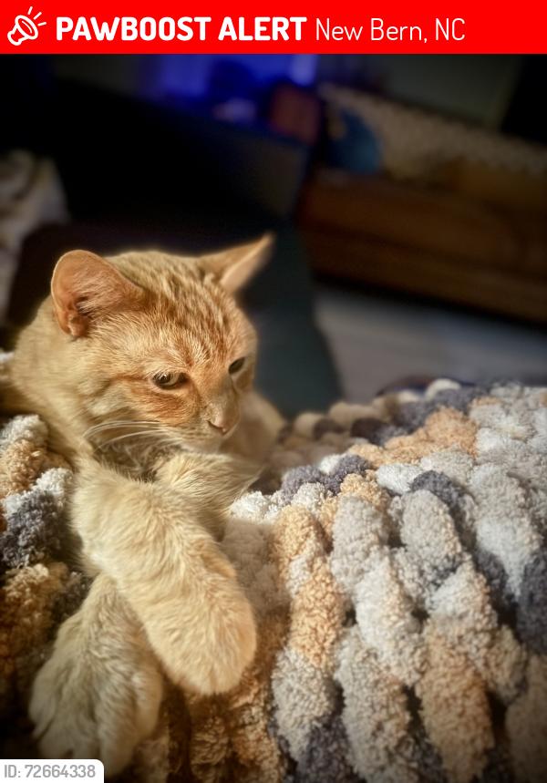 Lost Male Cat last seen He was in our backyard the evening of the 25th; we live in Oakview, New Bern, NC 28562