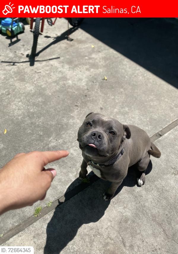 Lost Male Dog last seen Tampico ave , Salinas, CA 93906