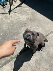 Lost Male Dog last seen Tampico ave , Salinas, CA 93906