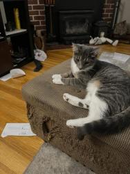Lost Female Cat last seen Jefferson Ave, Pennsville Township, NJ 08070