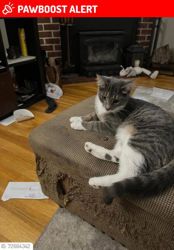 Lost Female Cat last seen Jefferson Ave, Pennsville Township, NJ 08070