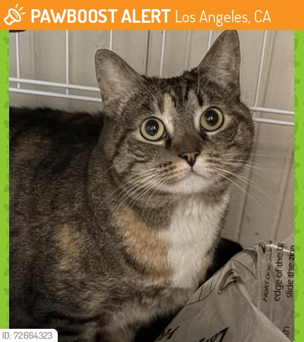 Found/Stray Unknown Cat last seen Talmadge and Russell, Los Angeles, CA 90027